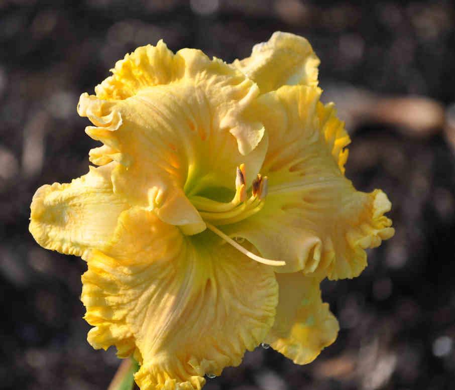 Photo of Daylily (Hemerocallis 'Eloquent Cay') uploaded by mbouman