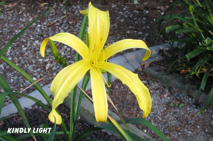 Photo of Daylily (Hemerocallis 'Kindly Light') uploaded by mcash70