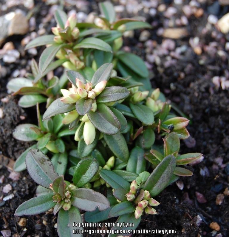 Photo of Shrubby Milkwort (Polygaloides chamaebuxus) uploaded by valleylynn