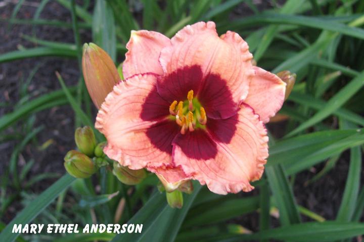 Photo of Daylily (Hemerocallis 'Mary Ethel Anderson') uploaded by mcash70