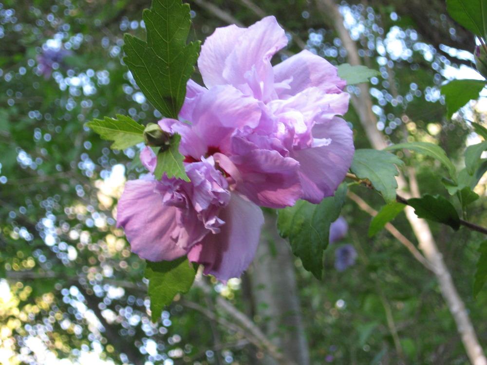Photo of Roses of Sharon (Hibiscus syriacus) uploaded by wcgypsy