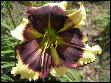 Photo of Daylily (Hemerocallis 'Don't Mess with Me') uploaded by Calif_Sue