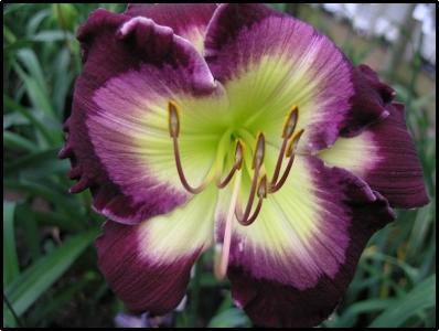 Photo of Daylily (Hemerocallis 'Ghosts and Goblins') uploaded by Calif_Sue