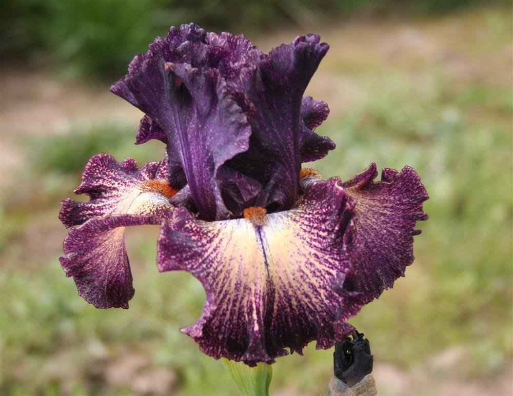 Photo of Tall Bearded Iris (Iris 'Dark Drama') uploaded by KentPfeiffer