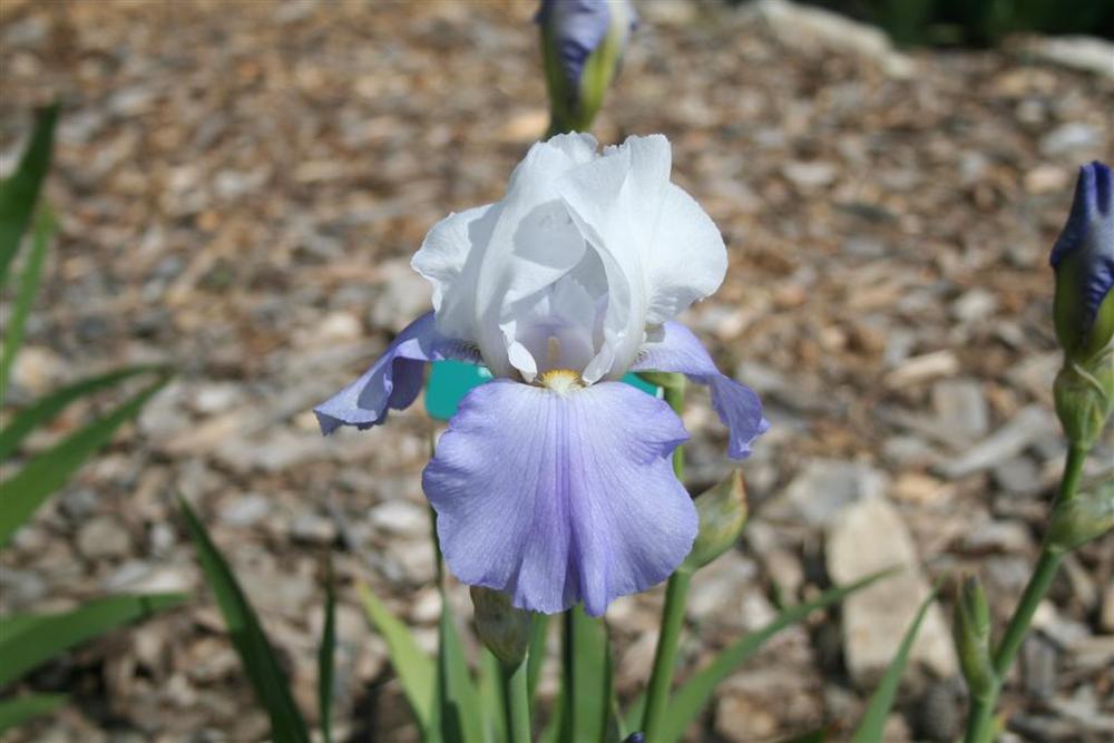 Photo of Tall Bearded Iris (Iris 'Whole Cloth') uploaded by KentPfeiffer