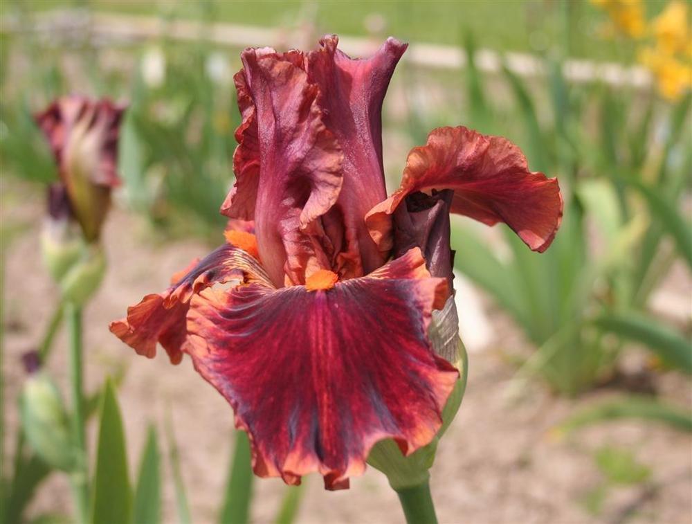 Photo of Tall Bearded Iris (Iris 'Drinks at Sunset') uploaded by KentPfeiffer