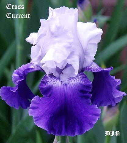 Photo of Tall Bearded Iris (Iris 'Cross Current') uploaded by Ladylovingdove