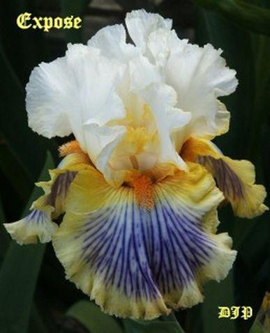 Photo of Tall Bearded Iris (Iris 'Exposé') uploaded by Ladylovingdove