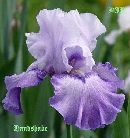 Photo of Tall Bearded Iris (Iris 'Handshake') uploaded by Ladylovingdove