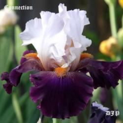 Location: Fort Worth Tx
Date: 2010-04-20
Iris \"Connection\"