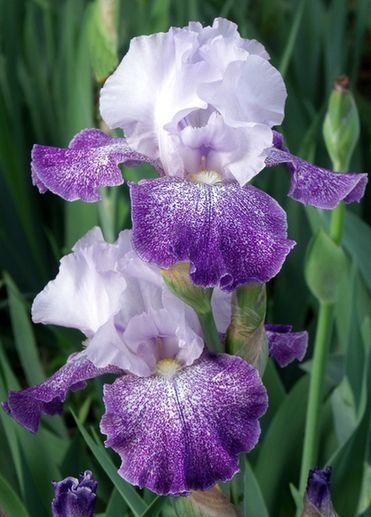 Photo of Tall Bearded Iris (Iris 'Splashacata') uploaded by Ladylovingdove