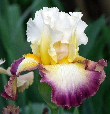 Photo of Tall Bearded Iris (Iris 'Starship Enterprise') uploaded by Ladylovingdove