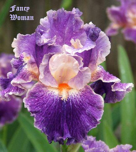 Photo of Tall Bearded Iris (Iris 'Fancy Woman') uploaded by Ladylovingdove