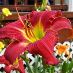 Location: Brown City, MI  z5
Date: July
I LOVE this Daylily !