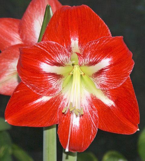 Photo of Amaryllis (Hippeastrum 'Cocktail') uploaded by bsharf