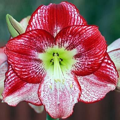Photo of Amaryllis (Hippeastrum 'Flamenco Queen') uploaded by bsharf