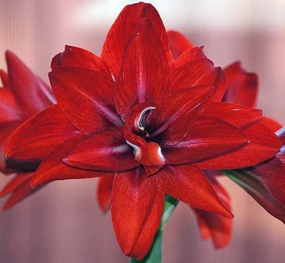Photo of Amaryllis (Hippeastrum 'Double Delight') uploaded by bsharf