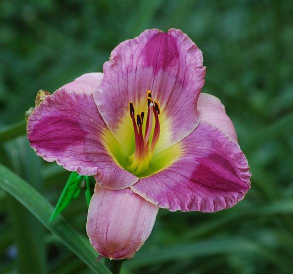Photo of Daylily (Hemerocallis 'Guided by Voices') uploaded by mbouman