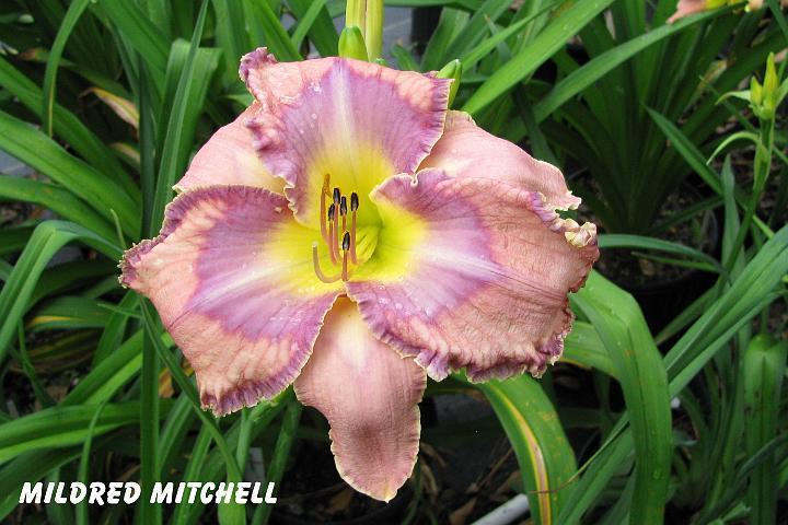 Photo of Daylily (Hemerocallis 'Mildred Mitchell') uploaded by mcash70