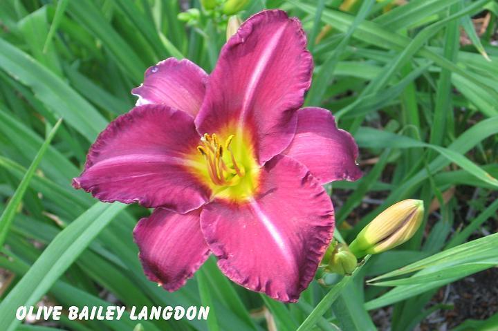 Photo of Daylily (Hemerocallis 'Olive Bailey Langdon') uploaded by mcash70