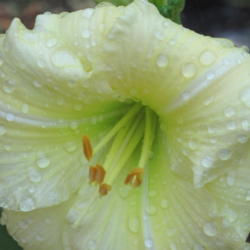 Location: Daylily Bed, FL
Date: 2010-05-26