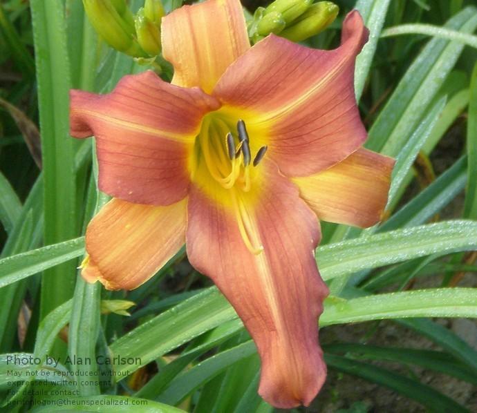 Photo of Daylily (Hemerocallis 'After Hours') uploaded by vic