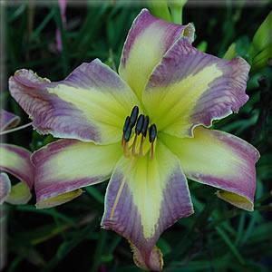 Photo of Daylily (Hemerocallis 'Jungle Queen') uploaded by vic