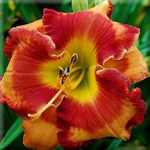 Photo of Daylily (Hemerocallis 'Mexican Elvis') uploaded by vic