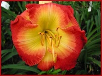 Photo of Daylily (Hemerocallis 'Forever Redeemed') uploaded by Calif_Sue
