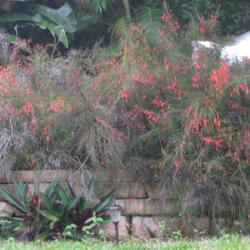 Location: Southwest Florida
Date: February 2012
This plant is especially attractive on a low wall, like here.