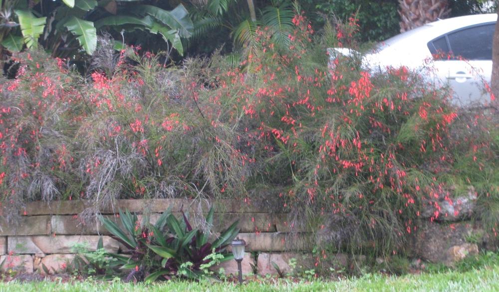 Photo of Firecracker Plant (Russelia equisetiformis) uploaded by Dutchlady1