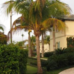 Location: Southwest Florida
Date: February 2012
Coconut Palms are being planted more and more again in our area.