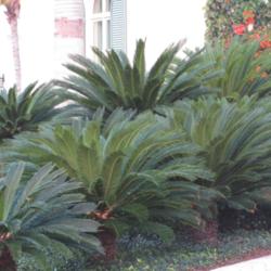 Location: Southwest Florida
Date: February 2012
A group of beautiful Sago Palms in the landscape.