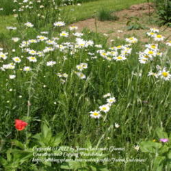 Location: My garden in Belgium
Date: 2009-05-17