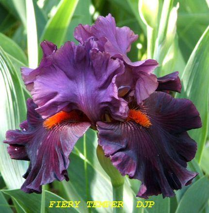 Photo of Tall Bearded Iris (Iris 'Fiery Temper') uploaded by Ladylovingdove
