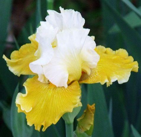 Photo of Tall Bearded Iris (Iris 'Polar Queen') uploaded by Ladylovingdove