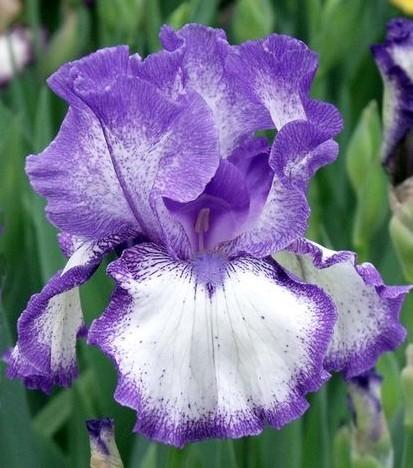 Photo of Tall Bearded Iris (Iris 'Kissing Circle') uploaded by Ladylovingdove