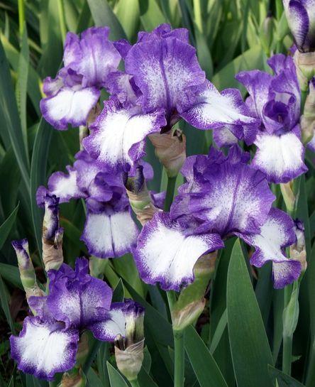 Photo of Tall Bearded Iris (Iris 'Kissing Circle') uploaded by Ladylovingdove