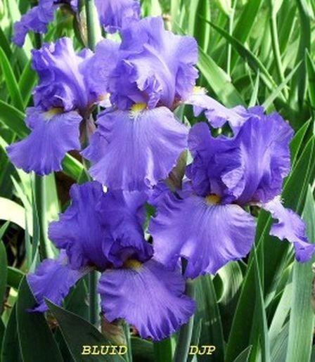 Photo of Tall Bearded Iris (Iris 'Bluid') uploaded by Ladylovingdove
