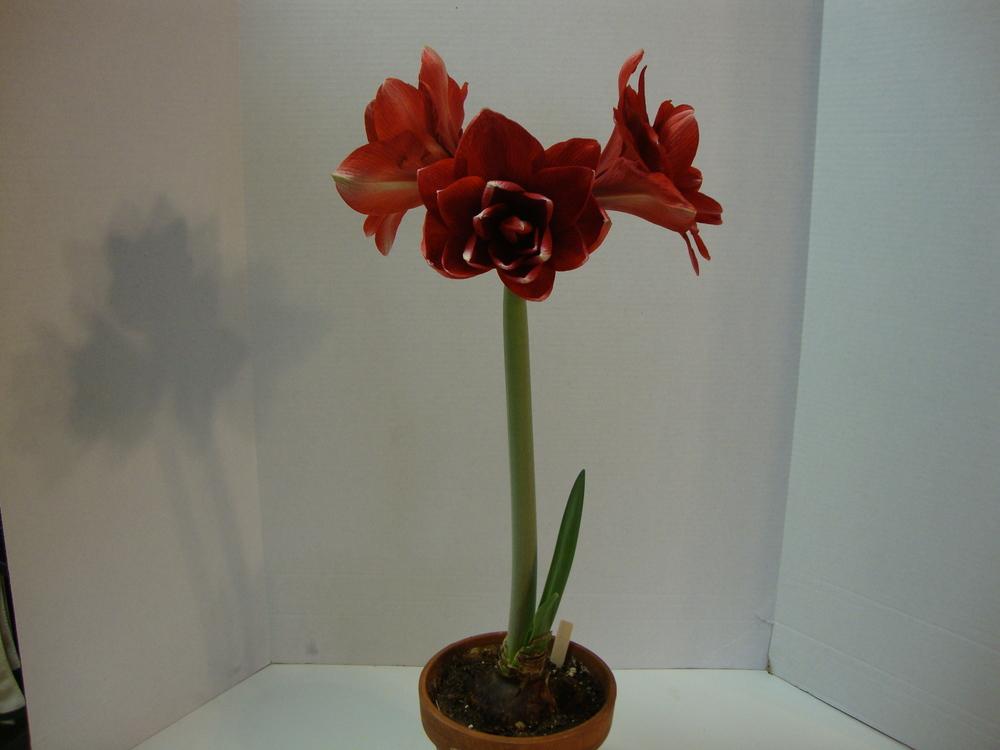 Photo of Double Amaryllis (Hippeastrum 'Red Peacock') uploaded by Paul2032