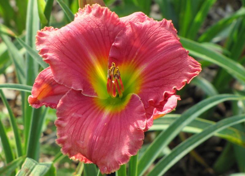 Photo of Daylily (Hemerocallis 'In the Heart of It All') uploaded by TreeClimber