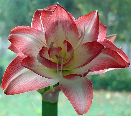 Photo of Amaryllis (Hippeastrum 'Blossom Peacock') uploaded by bsharf
