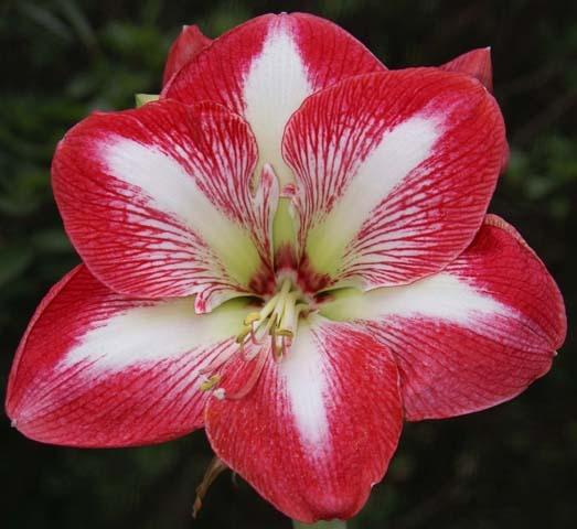 Photo of Amaryllis (Hippeastrum 'Monte Carlo') uploaded by bsharf