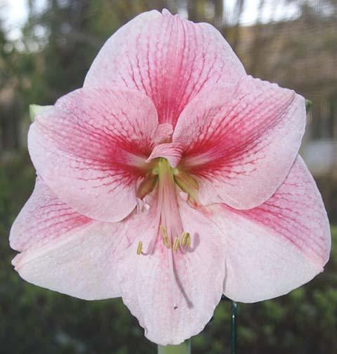 Photo of Amaryllis (Hippeastrum 'Queen of Hearts') uploaded by bsharf