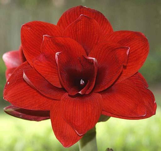 Photo of Amaryllis (Hippeastrum 'Double Dragon') uploaded by bsharf