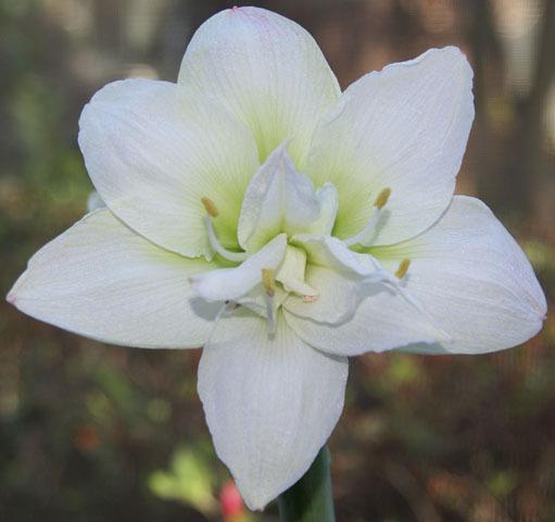 Photo of Amaryllis (Hippeastrum 'White Peacock') uploaded by bsharf