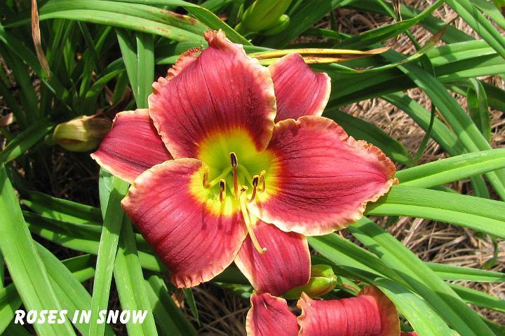 Photo of Daylily (Hemerocallis 'Roses in Snow') uploaded by mcash70