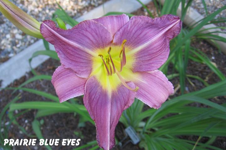 Photo of Daylily (Hemerocallis 'Prairie Blue Eyes') uploaded by mcash70