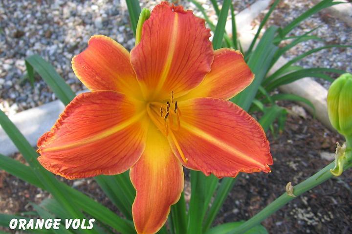 Photo of Daylily (Hemerocallis 'Orange Vols') uploaded by mcash70