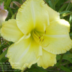 
Date: 2010-04-16
Photo Courtesy of Liliana Flower Farm Used With Permission